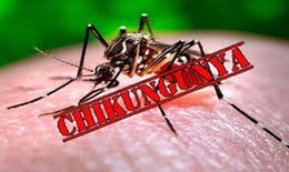 7 điều khác biệt giữa bệnh Chikungunya và sốt xuất huyết