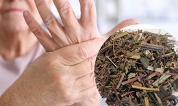 Loài cây mọc hoang nhưng lại rất tốt trong điều trị đau nhức xương khớp