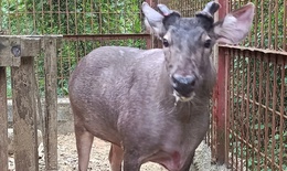 Nai nặng 2 tạ và nhiều động vật hoang dã được người dân giao nộp