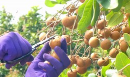 Nh&#224; vườn Cần Thơ phấn khởi v&#236; thanh nh&#227;n đầu m&#249;a gi&#225; cao kỷ lục