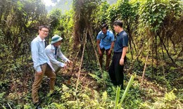 Hợp t&#225;c x&#227; vườn giống dược liệu ở Y&#234;n B&#225;i: Chuẩn h&#243;a giống, mở rộng v&#249;ng trồng bền vững