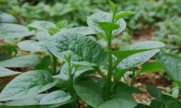 10 bài thuốc từ rau mồng tơi