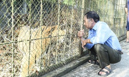 Số phận 9 con hổ nu&#244;i trong trang trại suốt nhiều năm sẽ ra sao khi giấy ph&#233;p nu&#244;i nhốt hết hạn?