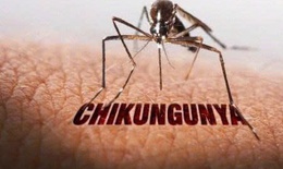 Bộ Y tế b&#225;c tin Việt Nam c&#243; ca mắc bệnh Chikungunya