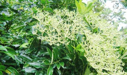 Ưng bất bạc - Thảo dược tốt cho người viêm gan, xơ gan, gan nhiễm mỡ