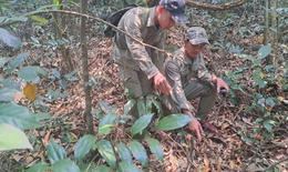 Tăng cường tuần tra rừng, gỡ bẫy để bảo vệ động vật quý hiếm