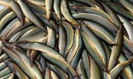 5 loại c&#225; nước ngọt gi&#224;u dinh dưỡng gi&#250;p sống khỏe mỗi ng&#224;y