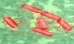 Bùng phát bệnh Salmonella tại nhiều bang ở Mỹ
