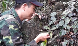 Lo&#224;i lan cực qu&#253; hiếm c&#243; nguy cơ tuyệt chủng