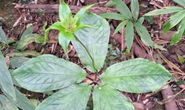 Thất diệp nhất chi hoa dưới t&#225;n rừng Quảng Trị qu&#253; hiếm ra sao?