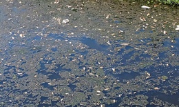 Xuất hiện cá chết tại kênh nước ở khu công nghiệp 