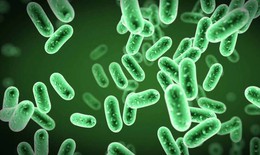 Bạch hầu có thể gây tử vong, làm sao để phòng tránh?
