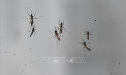 H&#224;ng ngh&#236;n ca mắc bệnh, Trung Quốc r&#225;o riết kiểm so&#225;t dịch Chikungunya