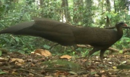 Huế thành lập khu dự trữ thiên nhiên bảo vệ các loài động vật quý hiếm