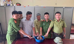 Nghệ An: Ph&#225;t hiện c&#225; thể t&#234; t&#234; qu&#253; hiếm cuộn tr&#242;n tr&#234;n đường