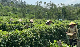 Trồng, chế biến v&#224; kinh doanh dược liệu qu&#253; theo chuỗi gi&#225; trị