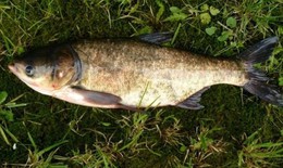 6 nh&#243;m người n&#234;n ăn c&#225; m&#232; để c&#243; lợi cho sức khỏe