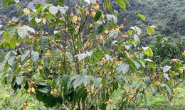 Bảo tồn nguồn gen, định hướng phát triển vùng dược liệu trà hoa vàng