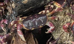 Cận cảnh lo&#224;i cua qu&#253; hiếm tr&#234;n đảo Cồn Cỏ, bị cấm săn bắt hơn 20 năm nay