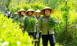 Dược liệu Việt Nam: Từ tri thức dân gian đến chuỗi giá trị hiện đại