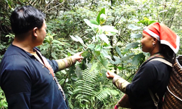 Phát triển dược liệu gắn với du lịch sinh thái: Mô hình kinh tế xanh cho vùng miền núi