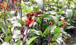 Khai thác, mở rộng lợi thế cây dược liệu của tỉnh Thái Nguyên