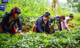 Xây dựng thương hiệu dược liệu Việt Nam: Chuẩn hóa, chế biến và hướng ra thị trường