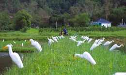 ‘Ma trận’ bẫy chim trời m&#249;a di cư