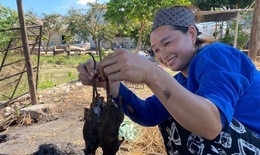 Cả x&#227; c&#249;ng săn chuột đồng, kiếm tiền triệu mỗi đ&#234;m