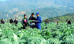 Dược liệu quý ở vùng đồng bào dân tộc thiểu số: Tiềm năng lớn và cơ hội thoát nghèo