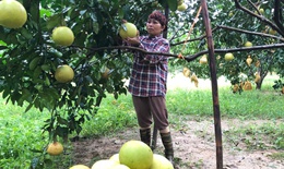 &#39;Thủ phủ&#39; bưởi Ph&#250;c Trạch v&#224;o vụ thu hoạch