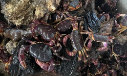 Nu&#244;i cua đ&#225; tr&#234;n đảo Cồn Cỏ: Hướng đi mới cho sinh kế v&#224; bảo tồn