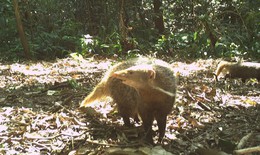 Loài động vật trong Sách đỏ thế giới có tên gắn liền với biệt tài móc cua