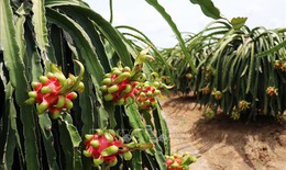 Giá thanh long cuối vụ tăng gấp 3 lần