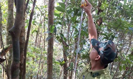 Ph&#225;t hiện lo&#224;i ch&#232; qu&#253; hiếm nằm ở v&#249;ng n&#250;i cao của Huế