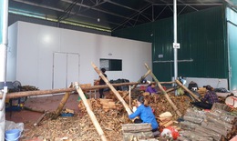 Phát triển cây quế dược liệu ở Yên Bái, tỉnh Lào Cai: Cơ hội và thách thức