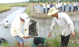 Nhiều cách làm hay giúp dân xóa đói, giảm nghèo ở Cà Mau