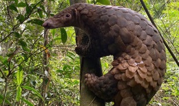 Cận cảnh các loài động vật quý hiếm vừa được thả vào rừng Tây Nguyên