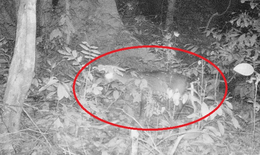 Dấu vết của lo&#224;i &#39;Kỳ L&#226;n ch&#226;u &#193;&#39; tại Quảng Trị