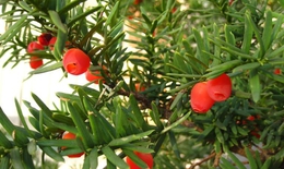 Đa dạng sinh học là nền tảng vàng cho phát triển dược liệu Việt Nam