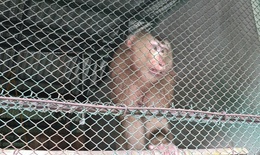 Lo&#224;i động vật qu&#253; hiếm l&#244;ng m&#224;u n&#226;u x&#225;m bất ngờ đi lạc v&#224;o vườn nh&#224; d&#226;n