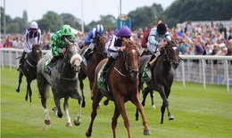 Đề xuất mở rộng việc đặt cược đua ngựa, đua chó và bóng đá quốc tế