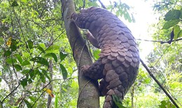 Video: Động vật quý hiếm trở về đại ngàn