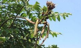 Vỏ thân cây núc nác tiềm năng ứng dụng trong lĩnh vực dược phẩm và thực phẩm chức năng