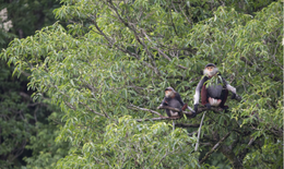Loài linh trưởng nguy cấp trên phạm vi toàn cầu, được mệnh danh là 'hoa hậu' của họ nhà khỉ
