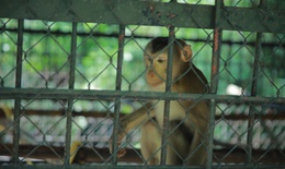 Nghệ An gi&#225;m s&#225;t chặt động vật hoang d&#227; được đưa v&#224;o nu&#244;i thương mại