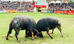 Giải m&#227; sức h&#250;t Lễ hội chọi tr&#226;u Đồ Sơn - di sản văn h&#243;a biển độc đ&#225;o