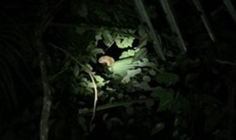 Thả 23 c&#225; thể động vật qu&#253; hiếm về m&#244;i trường tự nhi&#234;n