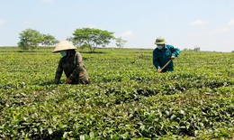 Thái Nguyên: Tỷ lệ hộ nghèo giảm mạnh, hướng tới mục tiêu phát triển bền vững