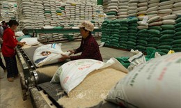 Thị trường nông sản: Giá lúa gạo đồng loạt tăng